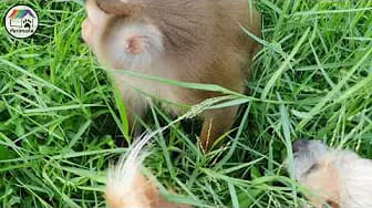 Post 9 by Home Animals on YouTube (video)