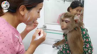 Post 7 by Home Animals on YouTube (video)