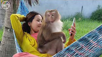 Post 1 by Home Animals on YouTube (video)