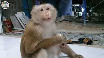 Post 4 by Home Animals on YouTube (video)