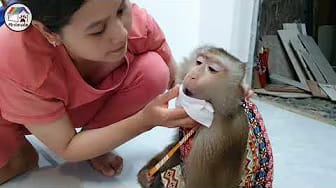 Post 6 by Home Animals on YouTube (video)