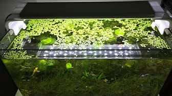 Post 3 by NaNa Aquarium on YouTube (video)
