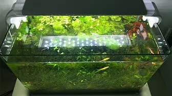 Post 1 by NaNa Aquarium on YouTube (video)