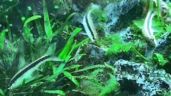 Post 2 by NaNa Aquarium on YouTube (video)