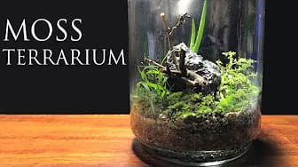 Post 7 by NaNa Aquarium on YouTube (video)