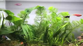 Post 6 by NaNa Aquarium on YouTube (video)