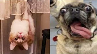 Post 5 by Funny Pets House on YouTube (video)