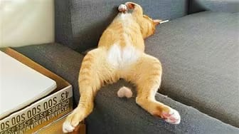 Post 6 by Funny Pets House on YouTube (video)