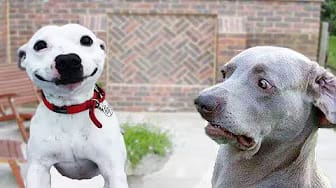 Post 3 by Funny Pets House on YouTube (video)