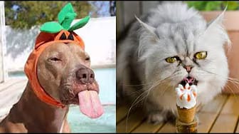 Post 1 by Funny Pets House on YouTube (video)