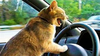 Post 2 by Funny Pets House on YouTube (video)