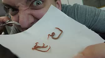 Post 6 by Reptile Tutorials on YouTube (video)