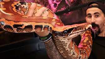 Post 3 by Reptile Tutorials on YouTube (video)