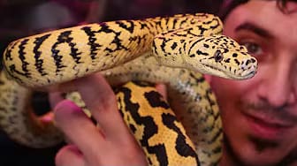Post 2 by Reptile Tutorials on YouTube (video)