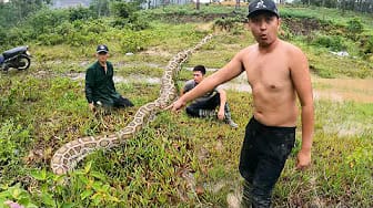 Post 7 by Snake King TN on YouTube (video)