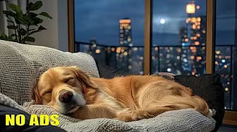Post 2 by Music For Dogs on YouTube (video)