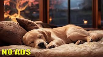 Post 10 by Music For Dogs on YouTube (video)