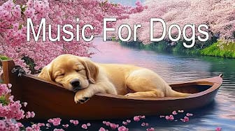 Post 8 by Music For Dogs on YouTube (video)