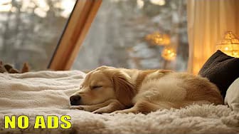 Post 9 by Music For Dogs on YouTube (video)
