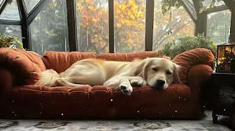 Post 7 by Music For Dogs on YouTube (video)