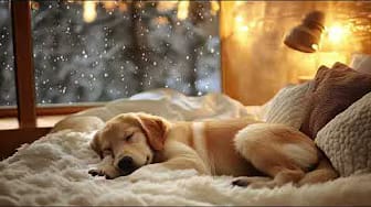 Post 1 by Music For Dogs on YouTube (video)