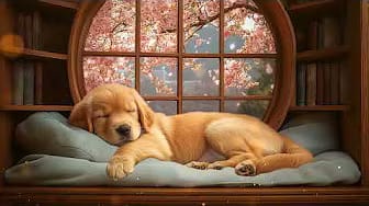 Post 5 by Music For Dogs on YouTube (video)