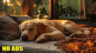 Post 3 by Music For Dogs on YouTube (video)
