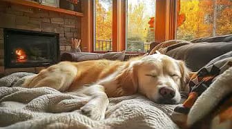 Post 6 by Music For Dogs on YouTube (video)