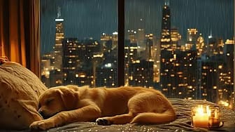 Post 4 by Music For Dogs on YouTube (video)