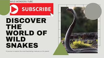 Post 5 by Wild WondersTube on YouTube (video)