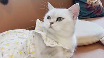 Post 7 by Jaka Pets on YouTube (video)