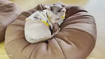 Post 4 by Jaka Pets on YouTube (video)
