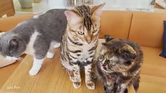 Post 6 by Jaka Pets on YouTube (video)