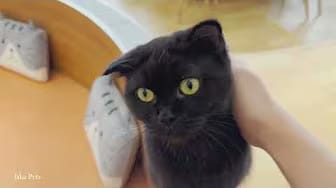 Post 3 by Jaka Pets on YouTube (video)