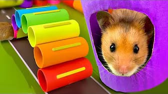 Post 10 by Hamster Disaster on YouTube (video)