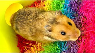 Post 5 by Hamster Disaster on YouTube (video)
