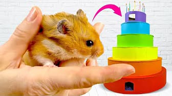 Post 9 by Hamster Disaster on YouTube (video)