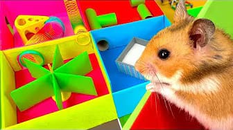 Post 6 by Hamster Disaster on YouTube (video)