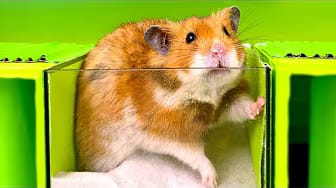 Post 2 by Hamster Disaster on YouTube (video)