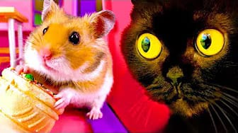 Post 8 by Hamster Disaster on YouTube (video)