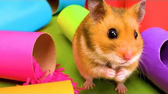 Post 3 by Hamster Disaster on YouTube (video)