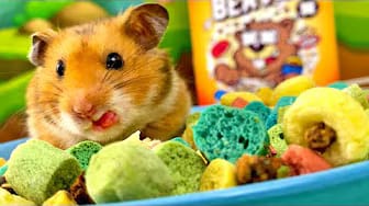 Post 1 by Hamster Disaster on YouTube (video)