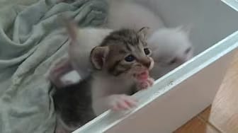 Post 10 by Cute Kittens on YouTube (video)