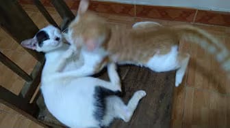 Post 5 by Cute Kittens on YouTube (video)