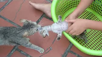 Post 2 by Cute Kittens on YouTube (video)