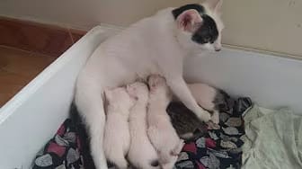 Post 8 by Cute Kittens on YouTube (video)