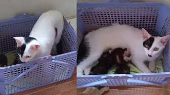 Post 9 by Cute Kittens on YouTube (video)