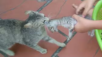 Post 7 by Cute Kittens on YouTube (video)