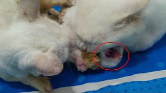 Post 6 by Cute Kittens on YouTube (video)