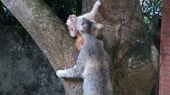 Post 4 by Cute Kittens on YouTube (video)